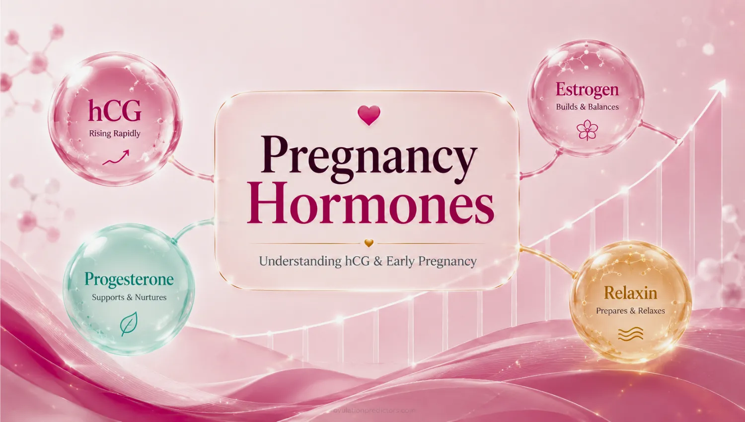 Editorial illustration explaining pregnancy hormones including hCG during early pregnancy.